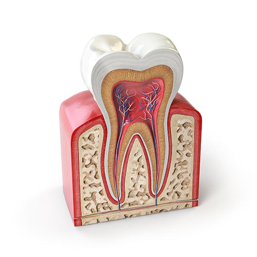 Anatomical illustration of a sectioned tooth showing the dental pulp and root canals