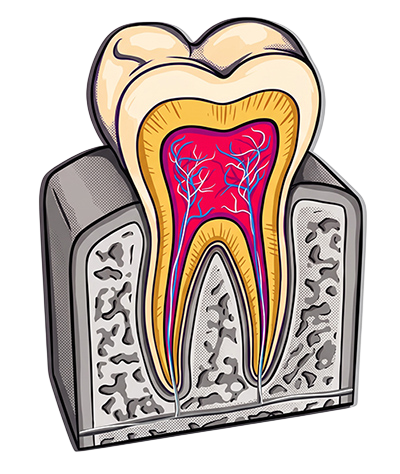 Illustrazione anatomica di un dente in sezione con polpa dentale e canali radicolari